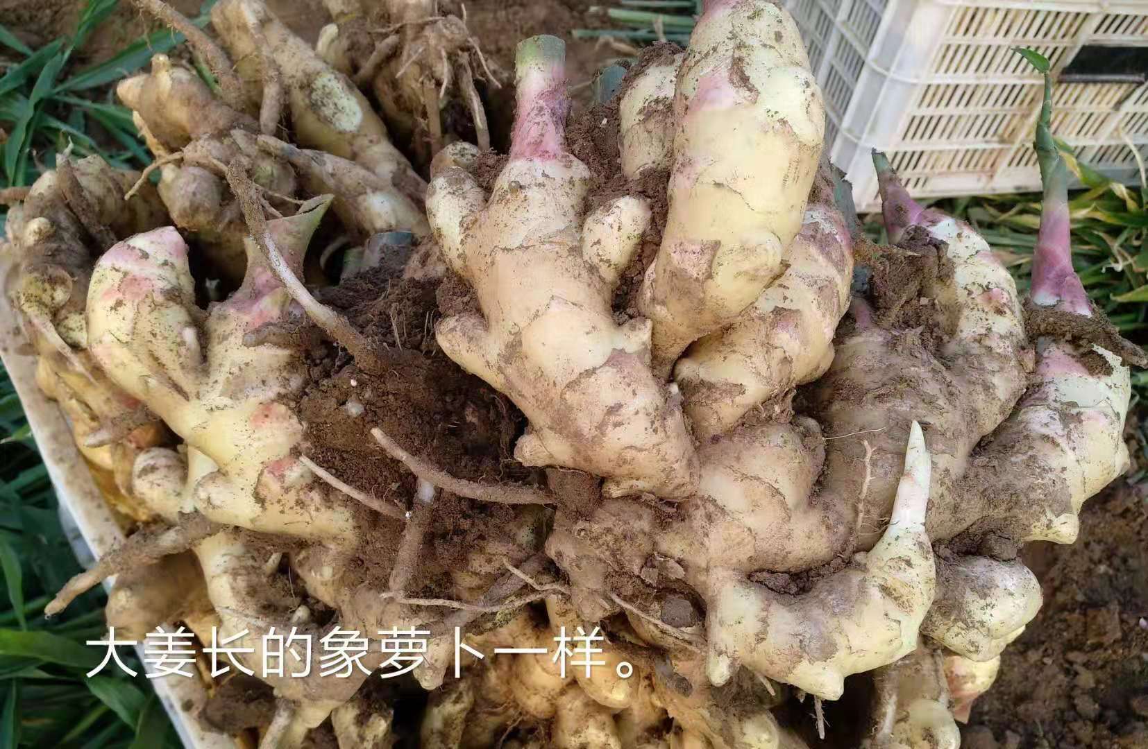 使用对比